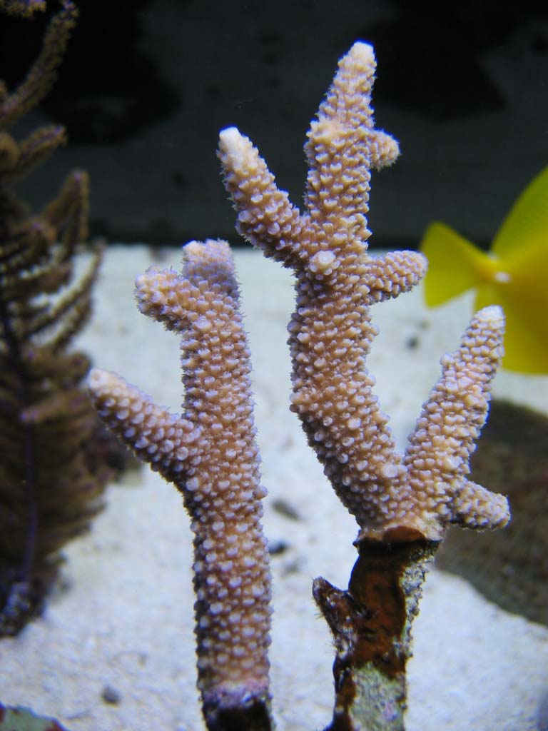 Acropora formosa